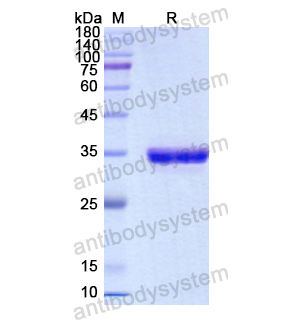 Recombinant Human CD1d, N-His