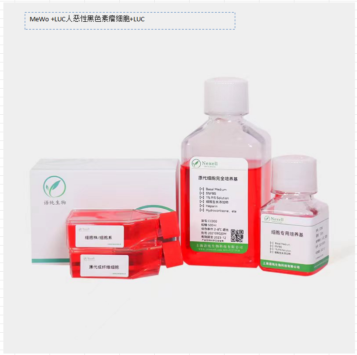 MeWo +LUC人恶性黑色素瘤细胞+LUC