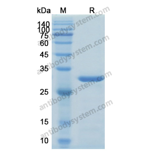 Recombinant Human CREB1, N-His