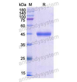 Recombinant Human NCK1, N-His