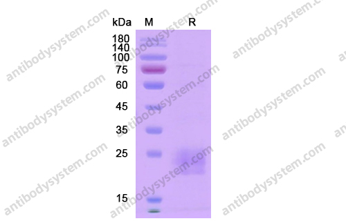 Recombinant Human CD152/CTLA4, C-His