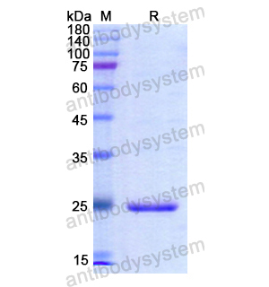 Recombinant Human MGMT, N-His