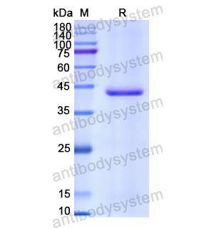 Recombinant Human CD62E/SELE, N-His