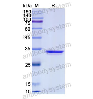 Recombinant Human CCL3L1, N-GST