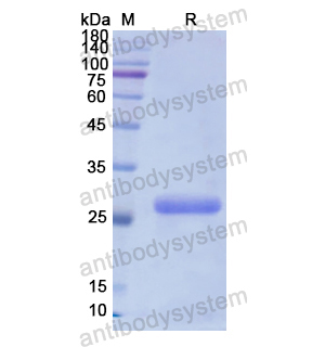 Recombinant Human PLCG2, N-His