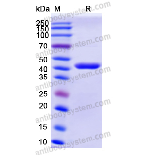 Recombinant Human HSPA6, N-His