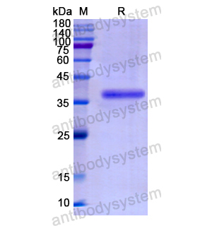 Recombinant Human BPI, N-GST
