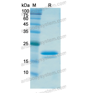 Recombinant Human CX43/GJA1, N-His