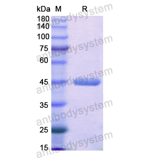 Recombinant Human CKMT2, N-His