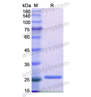 Recombinant Human GAP43, N-His