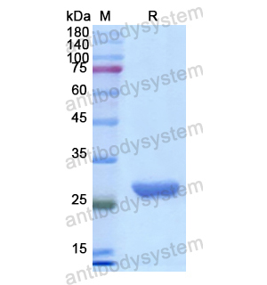 Recombinant Human CHRNB2, N-His