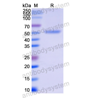 Recombinant Human PSMC3, N-His