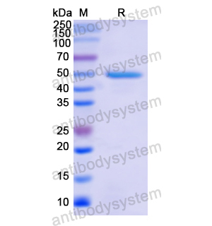 Recombinant Human BMP7, N-His