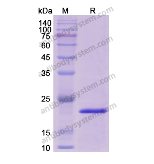 Recombinant Human EGR1, N-His