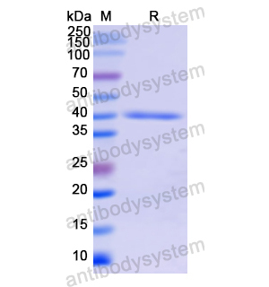 Recombinant Human LBP, N-His