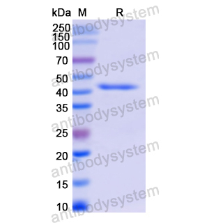 Recombinant Human ADCYAP1, N-GST