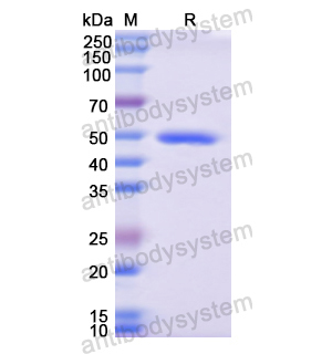 Recombinant Human CD223/LAG3, N-His