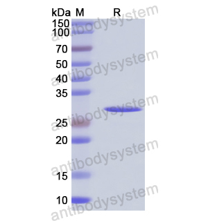 Recombinant Baker's yeast GPM1/PGAM 1, C-His
