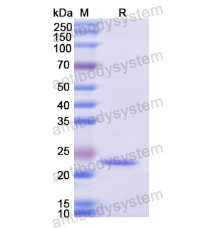 Recombinant Human ATF6, N-His
