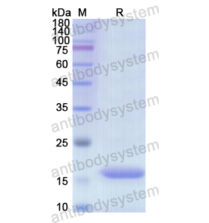 Recombinant Human ATP5PF, N-His