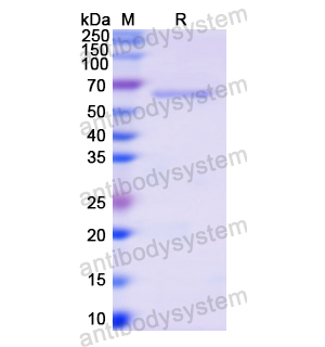 Recombinant Human CD325/CDH2, N-His