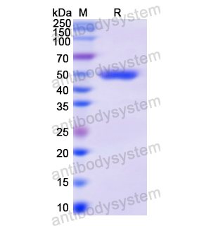 Recombinant Human CD58/LFA3, N-GST