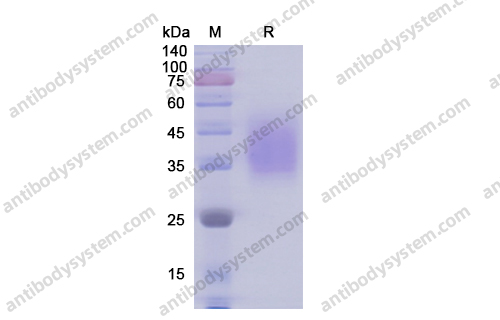 Recombinant Human CD58/LFA3, C-His