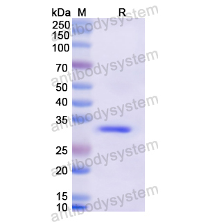 Recombinant Human ITIH2, N-His