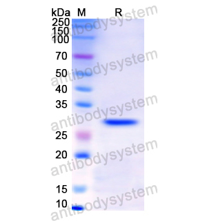 Recombinant Human KLK2, N-His