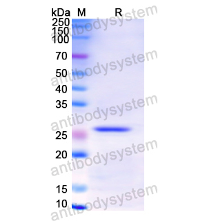 Recombinant Human AZU1, N-His