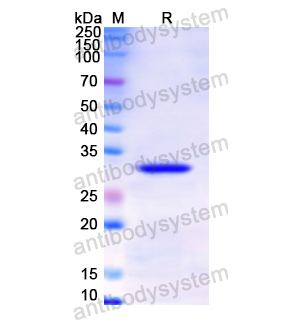 Recombinant Human TPSB2, N-His