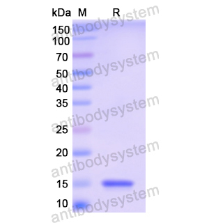 Recombinant Human NTF3, N-His