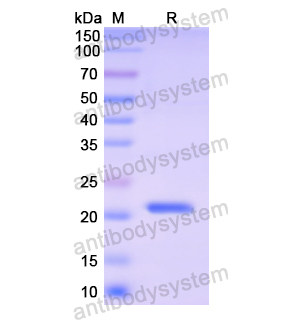Recombinant Human EFNA1, N-His