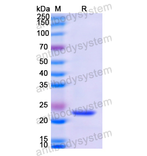 Recombinant Human SERPINA2, N-His