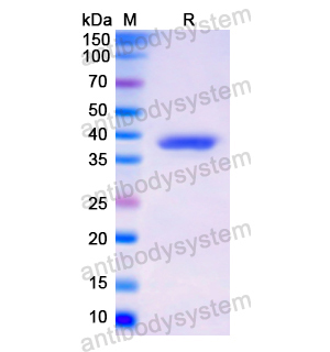 Recombinant Human MAG, N-GST