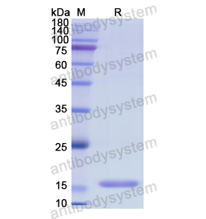 Recombinant Human FLG, N-His