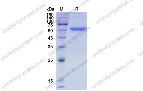 Recombinant Human CD73/NT5E, C-His