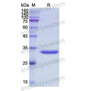 Recombinant Human CD204/MSR1, N-His