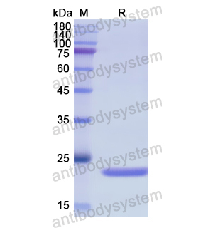 Recombinant Human FGF7, N-His