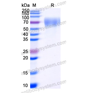 Recombinant Human CD332/FGFR2, C-His