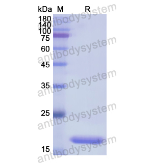 Recombinant Human BGN, N-His