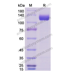 Recombinant Human ERBB3/HER3, C-Fc