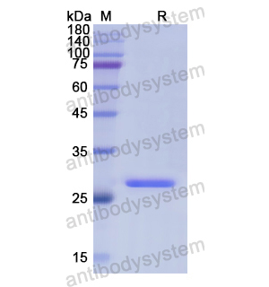 Recombinant Human FBL, N-His