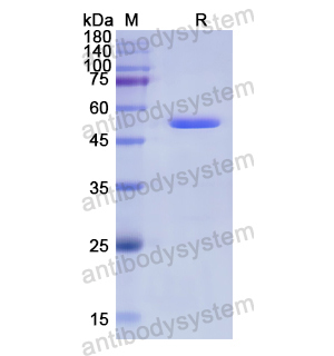 Recombinant Human TNXB, N-GST