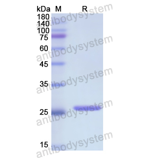 Recombinant Human GPX3, N-His
