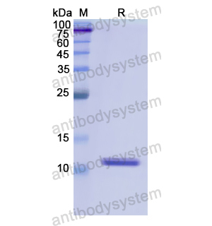 Recombinant Human HNRNPA2B1, N-His