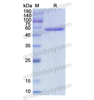 Recombinant Human CBL, N-GST