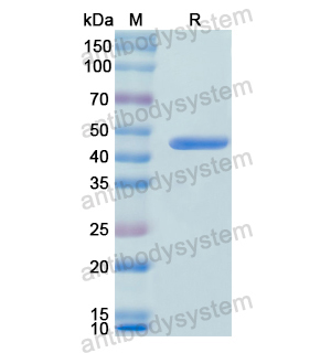 Recombinant Human MMP8, N-His