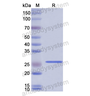Recombinant Human FBLN1, N-His