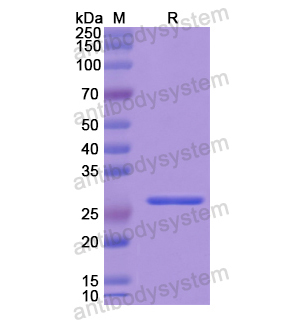 Recombinant Human TCEA1, N-His